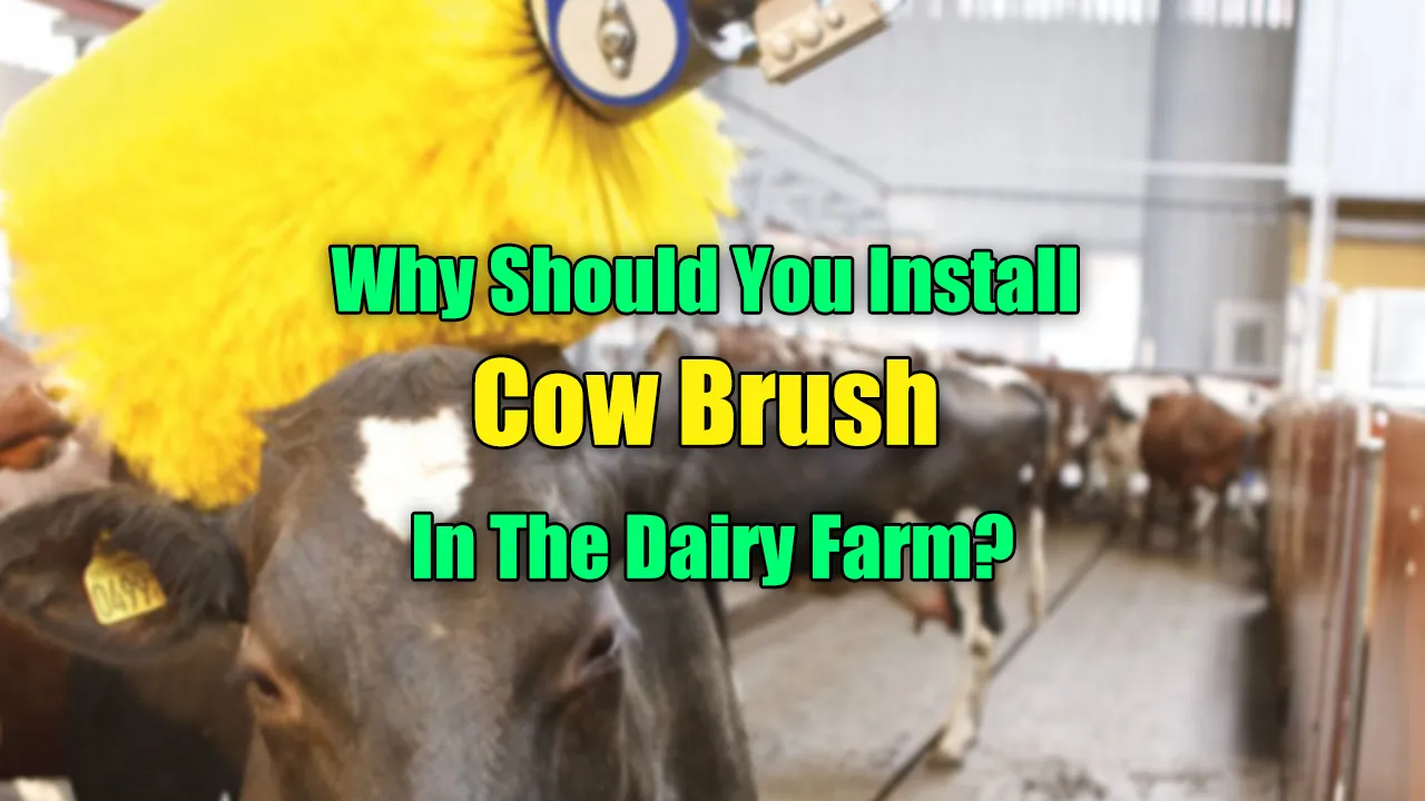 Why should you install cow brush in the dairy farm