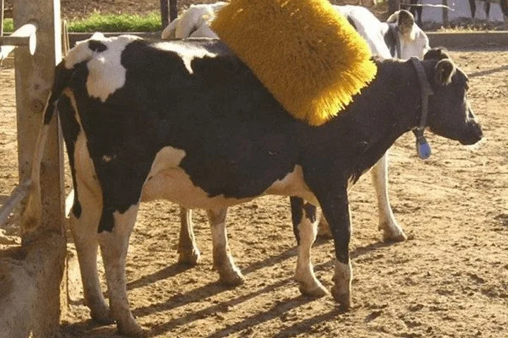 Benefits of cow body brush for cows